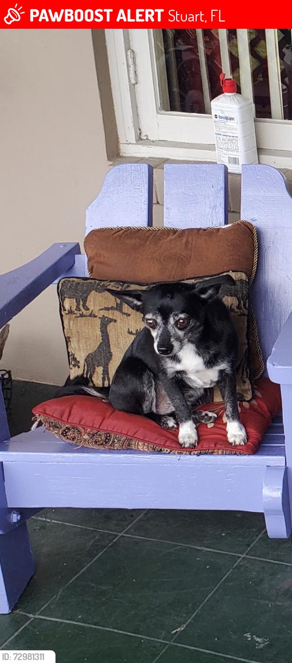 Lost Female Dog last seen Us1 Kanner, Stuart, FL 34994