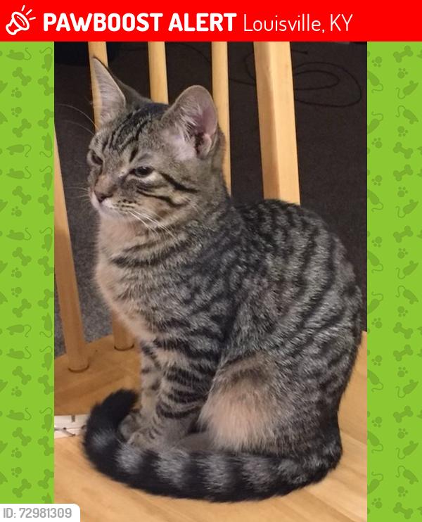 Lost Male Cat last seen Kenilworth and Edith, Louisville, KY 40206