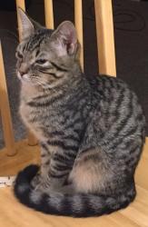 Lost Male Cat last seen Kenilworth and Edith, Louisville, KY 40206
