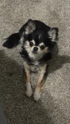 Reunited Female Dog last seen W 250 N across from the Maverik, Winegar's, Paice, and Golden Ginger intersection., Clearfield, UT 84015