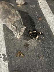 Found/Stray Female Cat last seen Rosecrans and Lakewood Blv / Walmart , Paramount, CA 90805