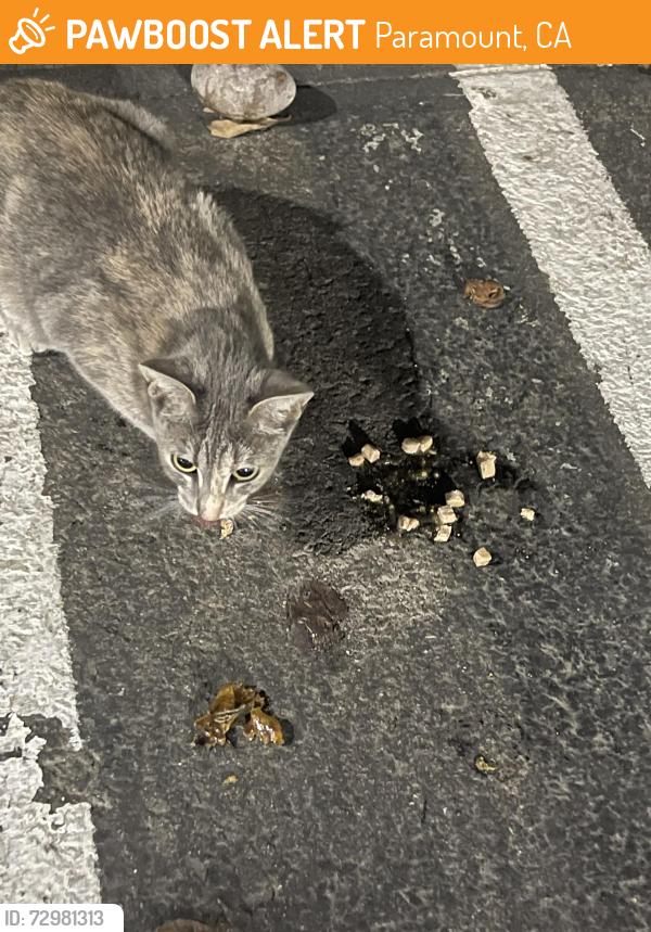 Found/Stray Female Cat last seen Rosecrans and Lakewood Blv / Walmart , Paramount, CA 90805