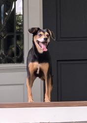 Reunited Male Dog last seen Maddox Drive and the Prado, Ansley Park, Atlanta, GA 30309