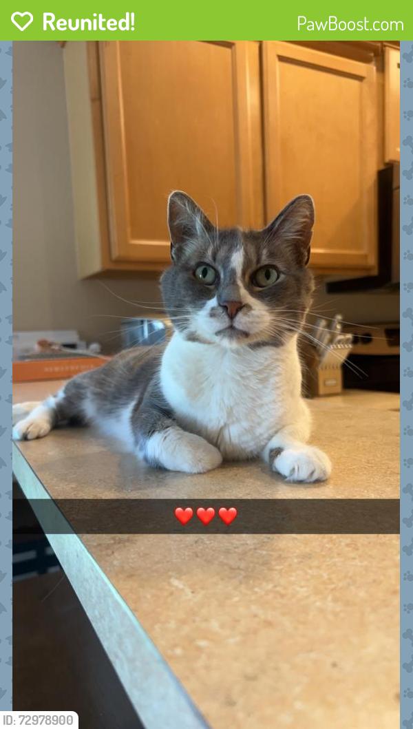 Reunited Female Cat last seen Red Bug Lake Park, Seminole County, FL 32707