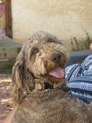 Found/Stray Unknown Dog last seen Tapia between Arenal & San Ygnacio, Albuquerque, NM 87105