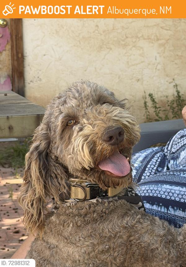 Found/Stray Unknown Dog last seen Tapia between Arenal & San Ygnacio, Albuquerque, NM 87105