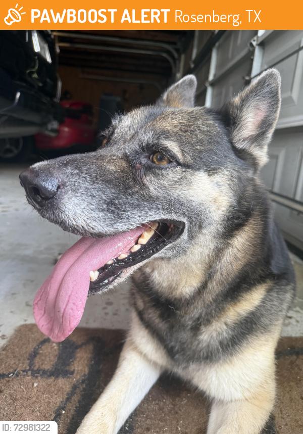 Found/Stray Unknown Dog last seen Marian Lane and Band Road, Rosenberg, TX 77471