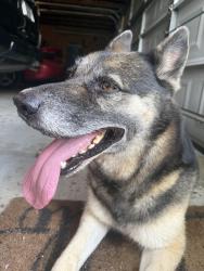 Found/Stray Unknown Dog last seen Marian Lane and Band Road, Rosenberg, TX 77471