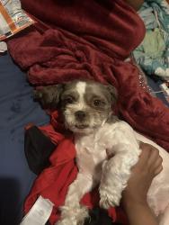 Lost Female Dog last seen Around berryland area , Milwaukee, WI 53209