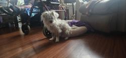 Reunited Male Dog last seen Sw 15th St and Hensley , Troutdale, OR 97060