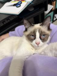 Lost Female Cat last seen Spandrell , Sparks, NV 89436