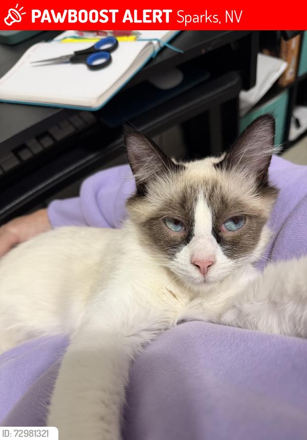 Lost Female Cat last seen Spandrell , Sparks, NV 89436
