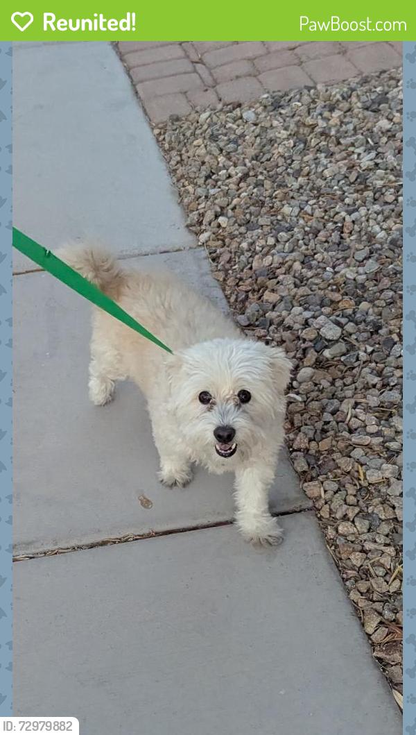 Reunited Male Dog last seen Near Gunderson middle school , Las Vegas, NV 89178