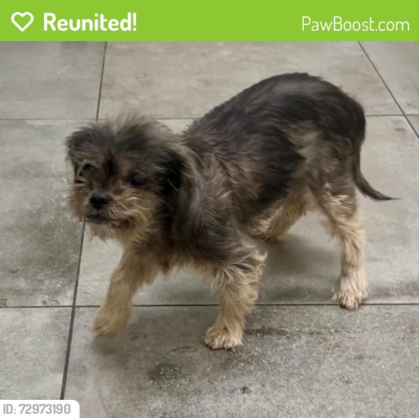 Reunited Female Dog last seen Near burnet ave north hills ca, Los Angeles, CA 91343