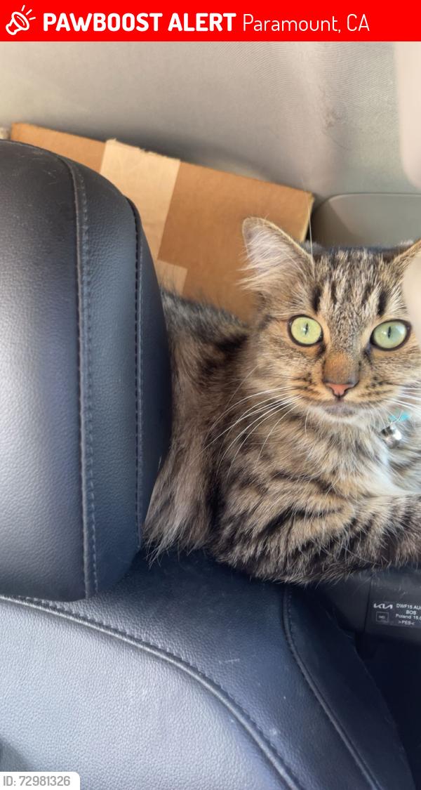 Lost Female Cat last seen Planet fitness , Paramount, CA 90723