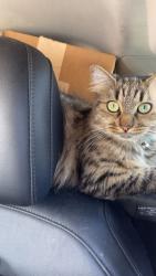 Lost Female Cat last seen Planet fitness , Paramount, CA 90723