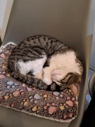 Reunited Male Cat last seen Herriott close, Hampshire, England PO8 9QJ