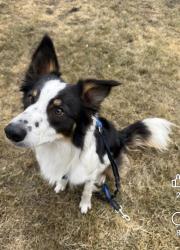 Reunited Male Dog last seen Baylor ave & Dalhousie dr , Winnipeg, MB R3T
