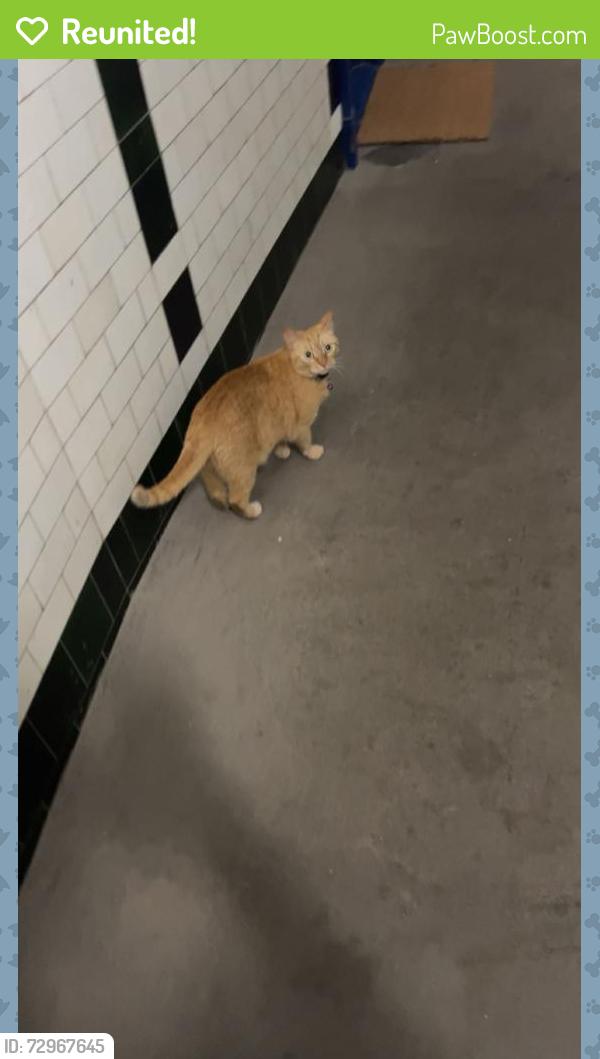 Reunited Male Cat last seen Novar Drive street, Glasgow City, Scotland G12 9SU