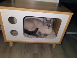 Reunited Male Cat last seen W meadow st, Homosassa, FL 34446