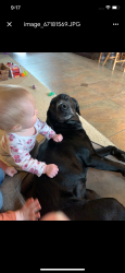Lost Female Dog last seen Badger Road, Kennewick, WA 99338