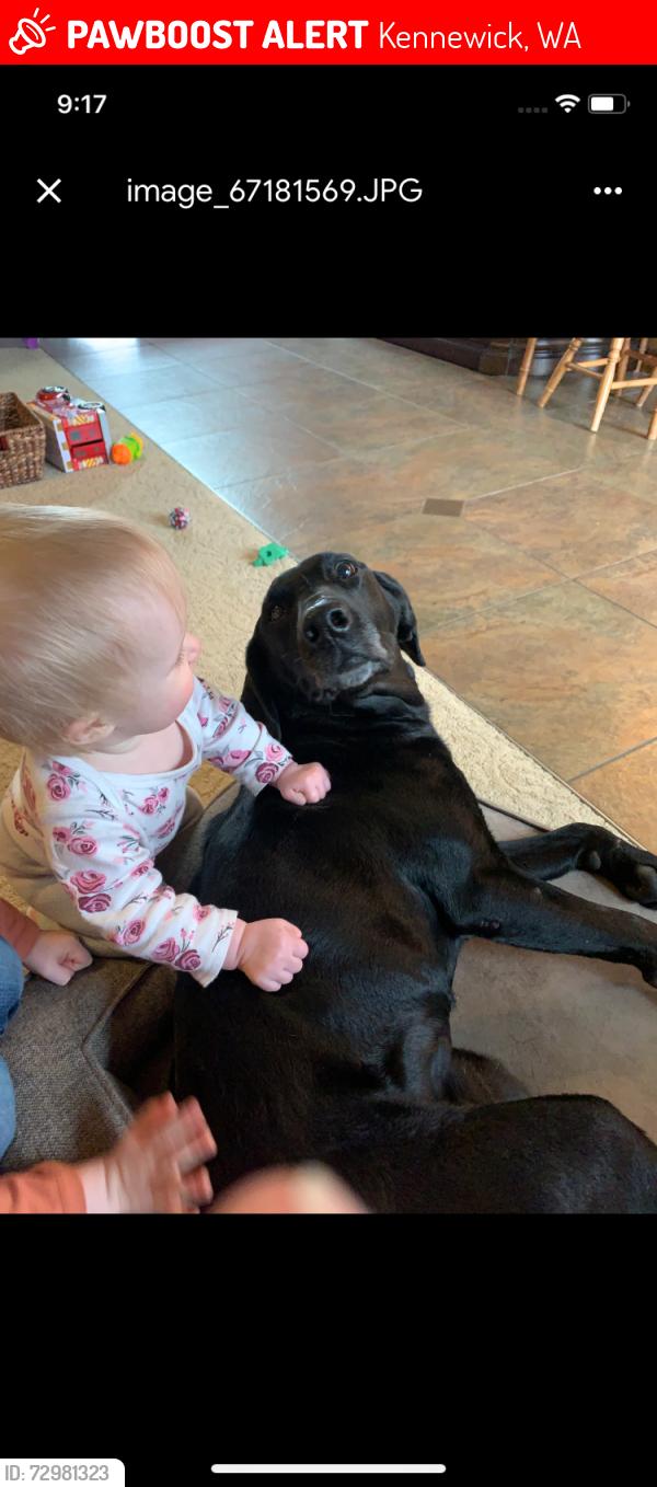 Lost Female Dog last seen Badger Road, Kennewick, WA 99338