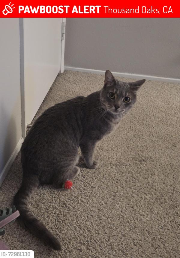 Lost Male Cat last seen rancho and hillcrest , Thousand Oaks, CA 91362