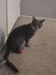 Lost Male Cat last seen rancho and hillcrest , Thousand Oaks, CA 91362