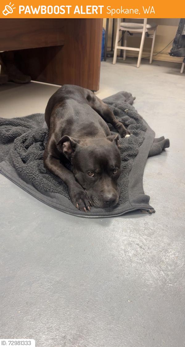 Found/Stray Male Dog last seen Near n stone , Spokane, WA 99207
