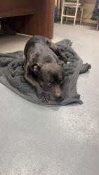Found/Stray Male Dog last seen Near n stone, Spokane, WA 99207
