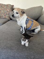Lost Female Dog last seen Corner of 1081 56th St at the entrance of canyon , San Diego, CA 92114