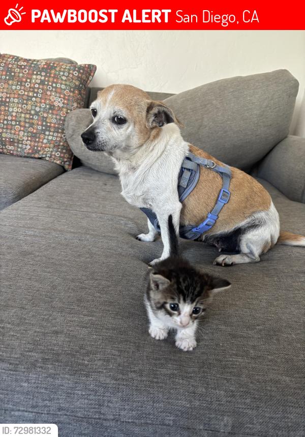 Lost Female Dog last seen Corner of 1081 56th St at the entrance of canyon , San Diego, CA 92114