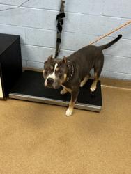 Shelter Stray Male Dog last seen , GA , Atlanta, GA 30341