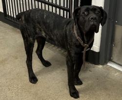 Shelter Stray Female Dog last seen Near Harvard, 4th District, OH, Cleveland, OH 44102