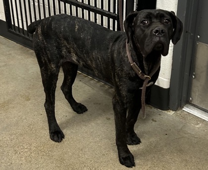 Shelter Stray Female Dog last seen Near Harvard, 4th District, OH, Cleveland, OH 44102