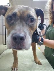Shelter Stray Female Dog last seen Charleston, SC 29403, North Charleston, SC 29406