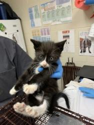 Shelter Stray Male Cat last seen North Charleston, SC 29405, North Charleston, SC 29406