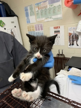 Shelter Stray Male Cat last seen North Charleston, SC 29405, North Charleston, SC 29406