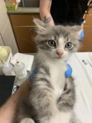 Shelter Stray Male Cat last seen North Charleston, SC 29406, North Charleston, SC 29406