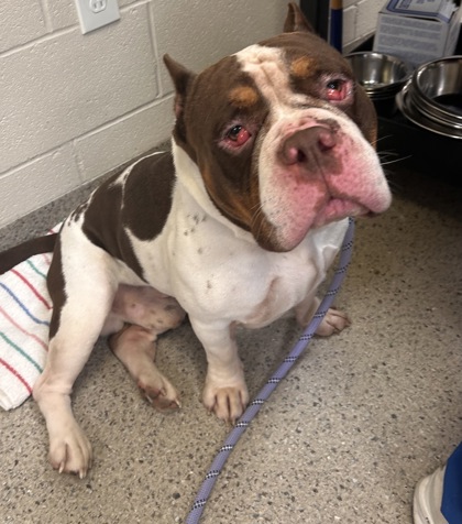 Shelter Stray Male Dog last seen ,  , Fishers, IN 46038