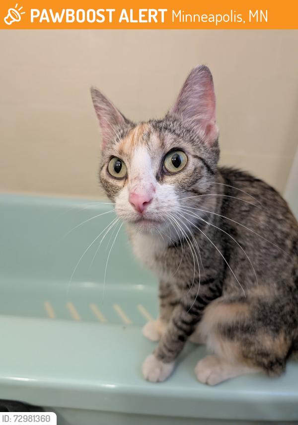 Found/Stray Female Cat last seen Corcoran Park, Mpls, Minneapolis, MN 55407