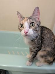 Found/Stray Female Cat last seen Corcoran Park, Mpls, Minneapolis, MN 55407