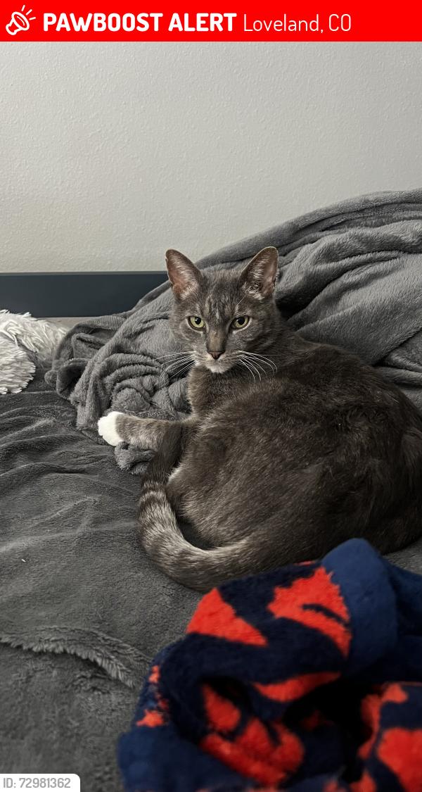 Lost Male Cat last seen 33rd and Douglas ave, Loveland, CO 80538