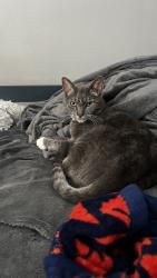 Lost Male Cat last seen 33rd and Douglas ave, Loveland, CO 80538