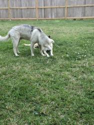 Found/Stray Male Dog last seen Near, Cleveland, TX 77327