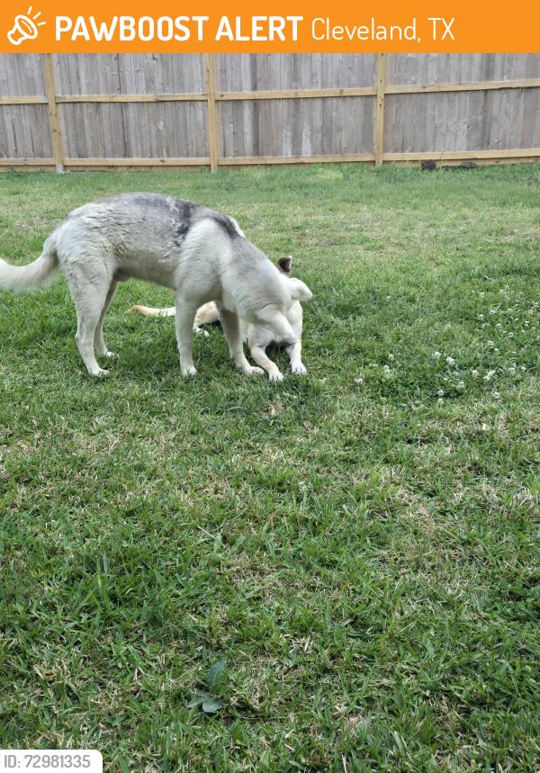 Found/Stray Male Dog last seen Near, Cleveland, TX 77327