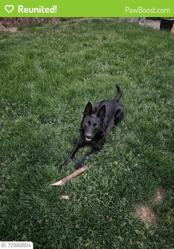 Reunited Female Dog last seen Perry & Lacrosse , Spokane, WA 99207