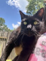 Found/Stray Male Cat last seen Neighborhood 3 mins from Kroger on Veterans PKWY, Rutherford County, TN 37128