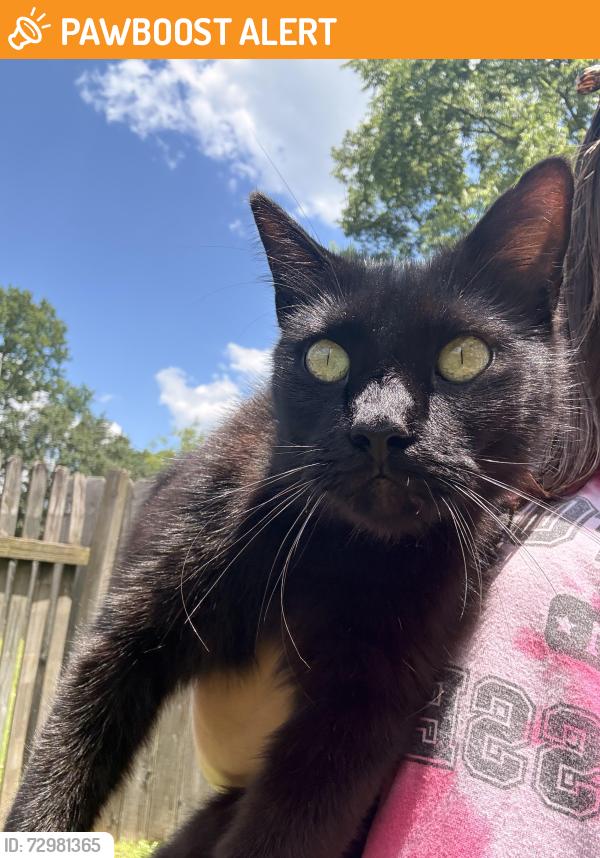 Found/Stray Male Cat last seen Neighborhood 3 mins from Kroger on Veterans PKWY, Rutherford County, TN 37128