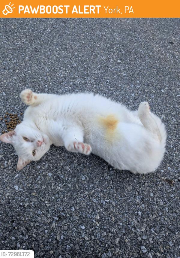 Found/Stray Female Cat last seen Vireo rd, York, PA 17403